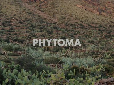 Opuntia spp. y Agave spp.